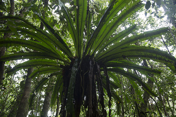 Foto van View of a fern from below in the rainforestRanomafana - Madagaskar