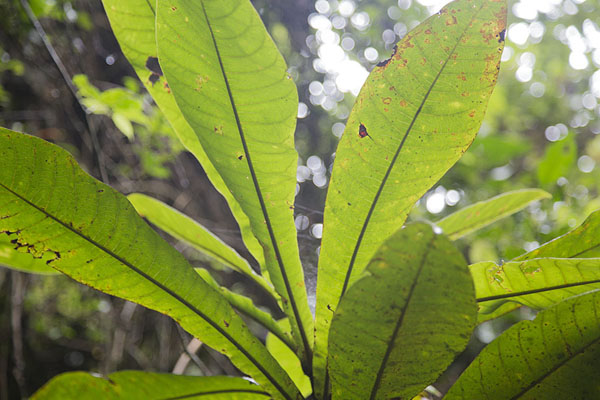 Foto di Looking up leaves in the rainforestRanomafana - Madagascar