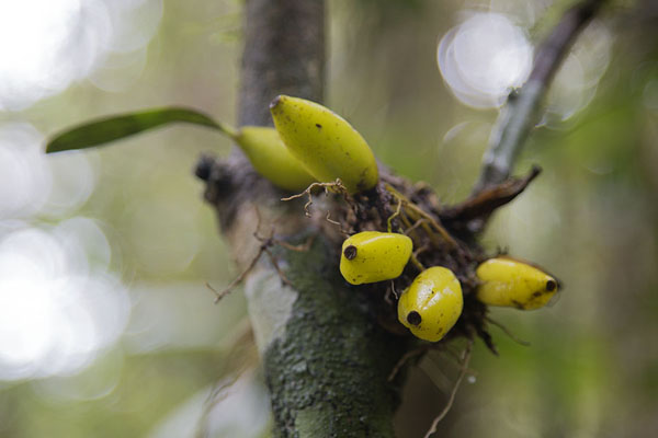 Foto de An orchid clinging to a treeRanomafana - Madagascar