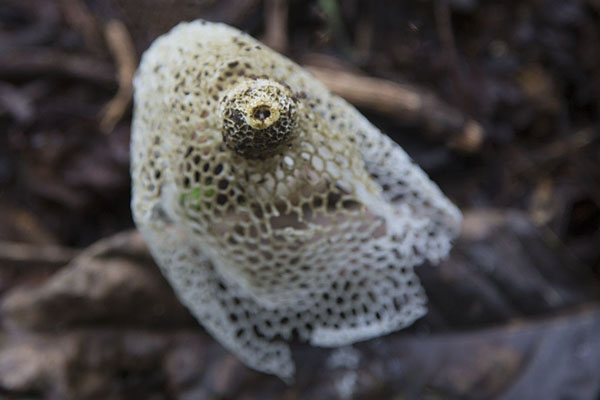 Foto van Fungus in the forest: one of the more remarkable of many fungi we sawRanomafana - Madagaskar