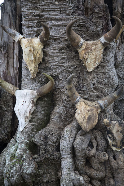 Foto van Zebu horns attached to the trunk of aviavy tree as a sacrificeAmbohimanga - Madagaskar