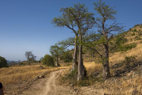 Baobabs are very common trees on Likoma Island | Likoma Island | Malawi