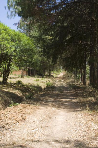 Foto van Street leading around Livingstonia surrounded by trees - Malawi - Afrika