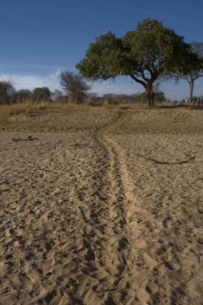 Photo de Hippo trail leading through a dry river bed in Vwaza Marsh Game ReserveVwaza - Malawi