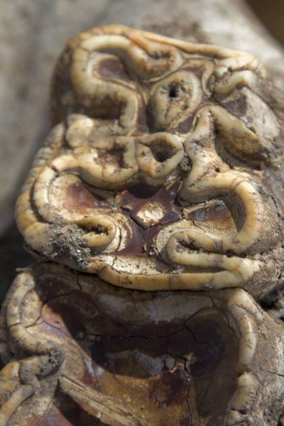 Foto van Teeth of a hippopotamus in a jaw found on the ground - Malawi - Afrika