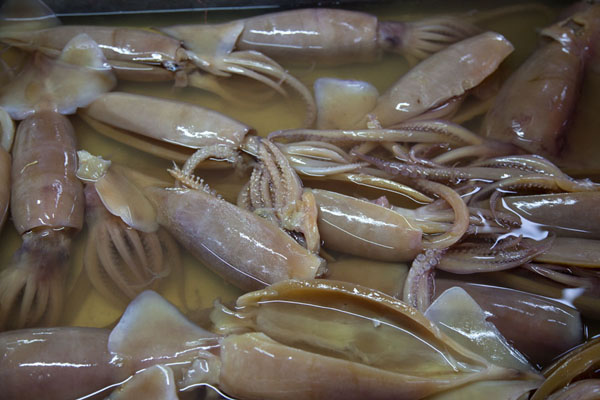 Picture of Squid still swimming around in water, waiting to be soldKuala Lumpur - Malaysia