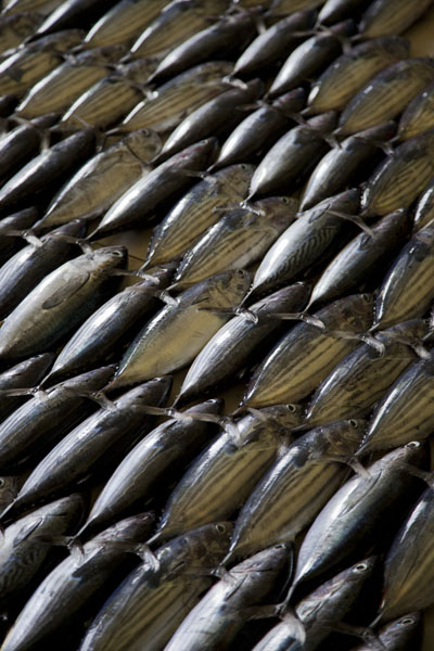 Picture of Neatly aligned fish lying on the floor of the fish market of Malé