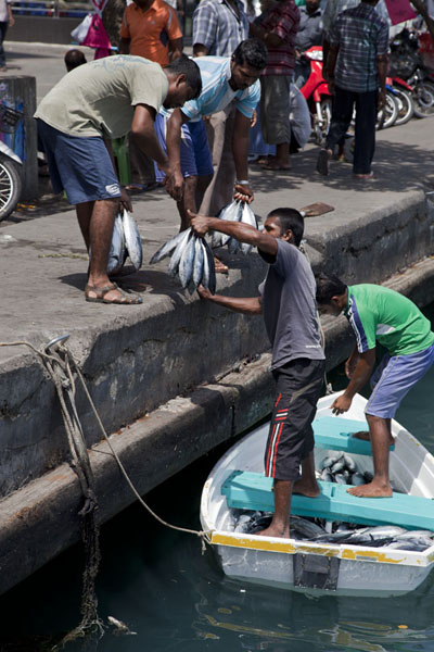 Picture of Malé Fish Market (Maldives): Buying fish directly from a small boat in the harbour of Malé