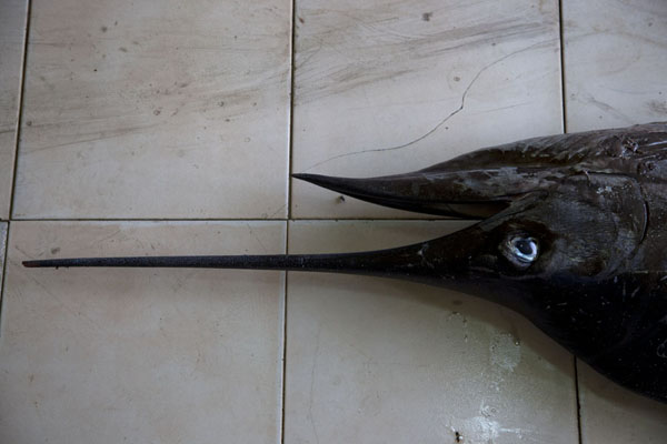 Picture of Malé Fish Market (Maldives): The typical pointy beak of the blue marlin at the fish market of Malé