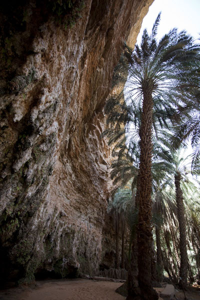 Picture of Terjit (Mauritania): Palm tree growing against the cliff of the oasis of Terjit