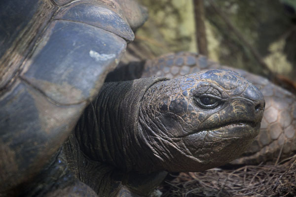 Picture of Giant tortoise headIle aux Aigrettes - Mauritius
