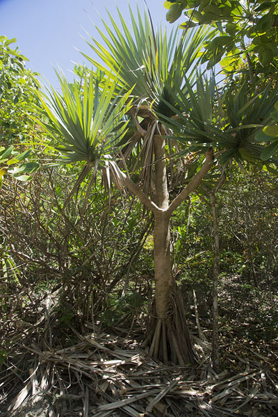 Picture of Walking tree on Ile aux AigrettesIle aux Aigrettes - Mauritius