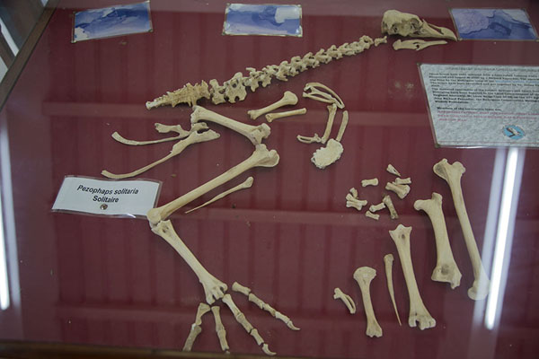 Photo de Bones of the solitaire, a relative of the dodo - Maurice - Afrique