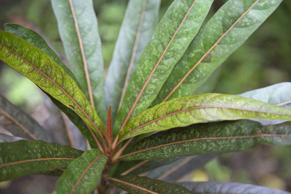 Leaves of cafe marron, or ramosmania rodriguesi | Reserve Grande Montagne | Mauritius