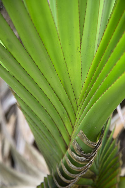 Close-up of green leaves | Reserve Grande Montagne | Mauricio