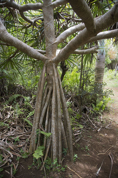 Walking tree, with aerial roots and ability to move | Reserve Grande Montagne | Maurice