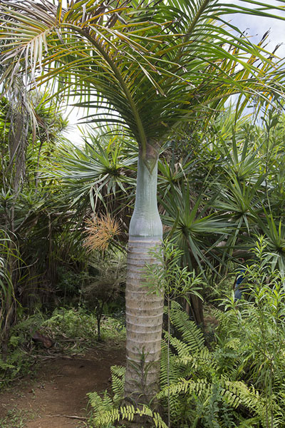 Picture of Reserve Grande Montagne (Mauritius): Endemic palm tree in the Grande Montagne