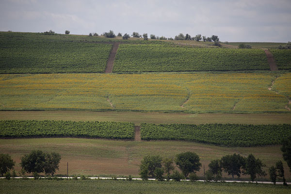 Photo de Moldavie (Rolling hills with sunflowers: the landscape near Carbalia)
