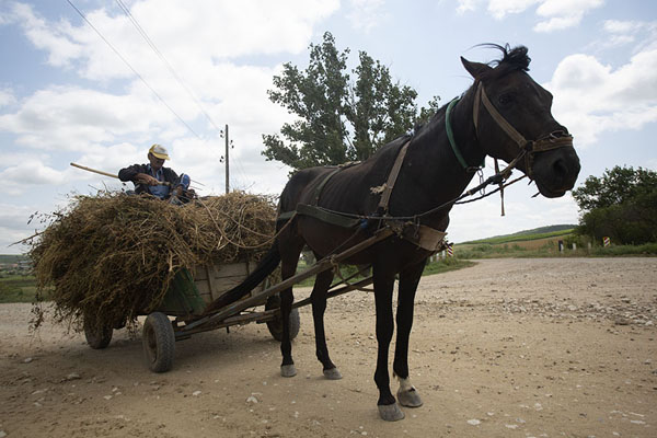 Local with a horse-drawn carriage just outside Carbalia | Carbalia | Moldavia