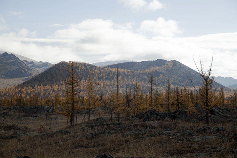 Picture of Terkhiin Tsagaan Nuur (Mongolia): Trees and Khorgo Uul in the background, seen from close to Yellow Dog's Hell, a cavern created by volcanic eruptions