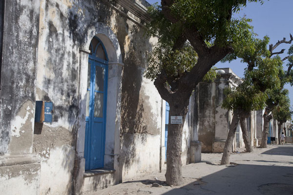 Foto de Trees lining an alley in the hospital area of Ilha de Moçambique - Mozambique - Africa