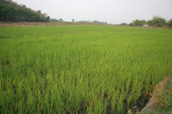Foto van Ricefield near the hotsprings of Kengtung - Myanmar - Azië