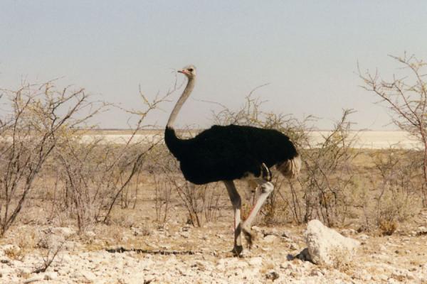 Picture of Ostrich in the dryEtosha - Namibia