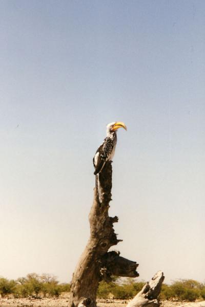 Picture of Colourfully billed bird on a tree in EtoshaEtosha - Namibia