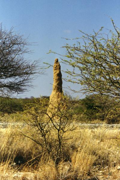 Picture of Termite hill in Etosha National ParkEtosha - Namibia