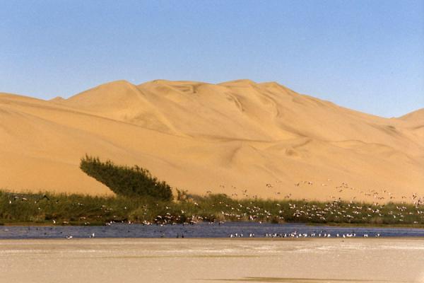 Picture of Sandwich Harbour (Namibia): Sand dunes and flamengoes at Sandwich Harbour