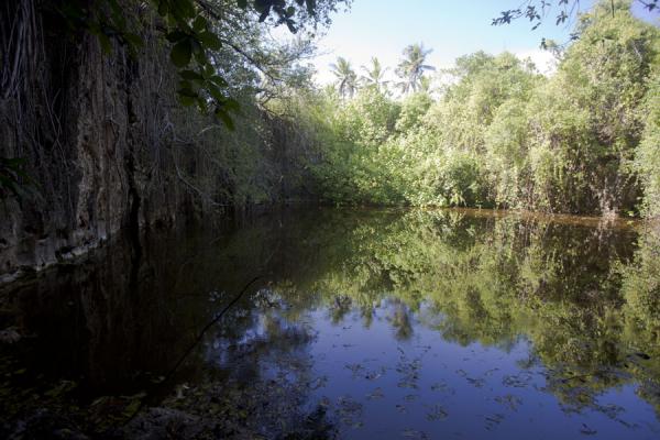 Picture of Hole in the wall hike (Nauru): Steep limestone rocks and trees mark the border of this hidden lagoon