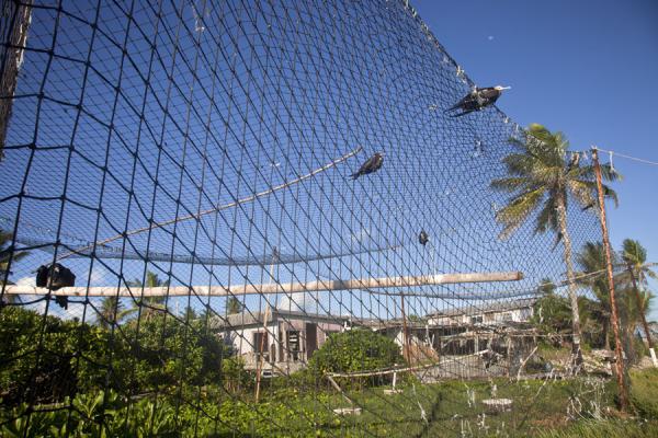 Picture of Frigate birds caught in a net in Anabar in the northeast of Nauru