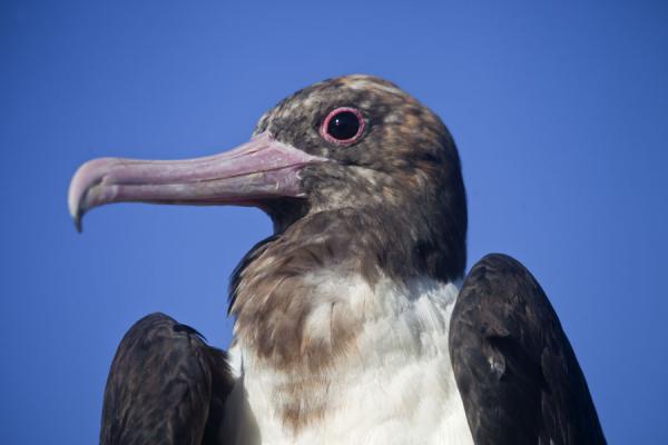 Picture of Tame frigate bird sitting on a netted cage in Anabar