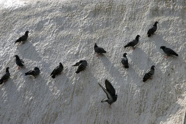 Picture of Swayambhunath Temple (Nepal): Pigeon sitting on the whitewashed wall of the stupa at Swayambhunath temple
