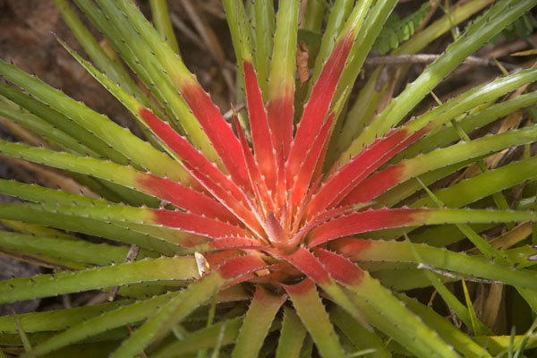 Foto van Looking into a red centered bromeliad, common on the slopes of ChristoffelbergChristoffelberg - Nederlandse Antillen