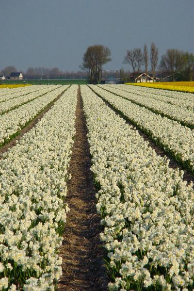 Straight lines of flowers almost reaching the horizon | Bulb fields | Netherlands