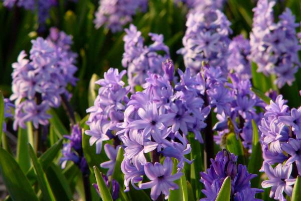 Picture of Bulb fields (Netherlands): Hyacinths close-up, Netherlands