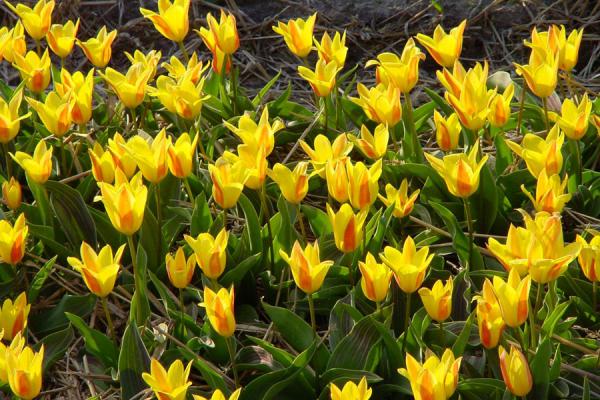 Some tulips in a field | Bulb fields | Netherlands