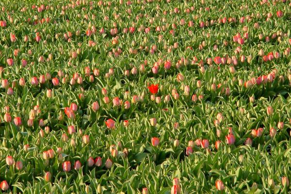 Picture of Tulips before they bloom in bulbfield