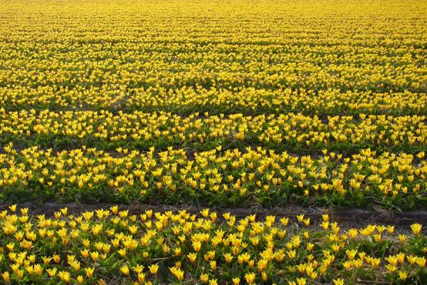 Picture of Bulb fields (Netherlands): Yellow tulips in bulbfield, Netherlands