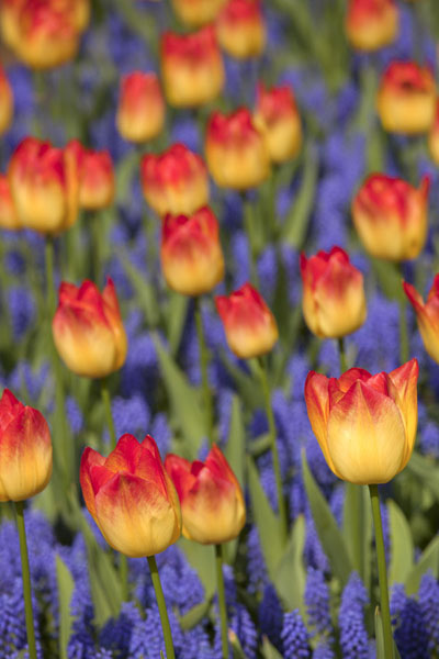 Yellow-and-red tulips with purple flowers in between | Keukenhof | Netherlands