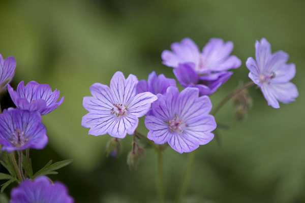 Tiny purple flowers | Keukenhof | Netherlands
