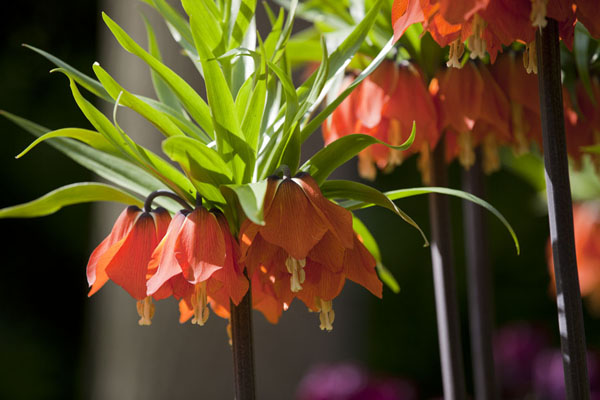 Picture of Keukenhof (Netherlands): Hanging orange flowers are a peculiar sight at the Keukenhof