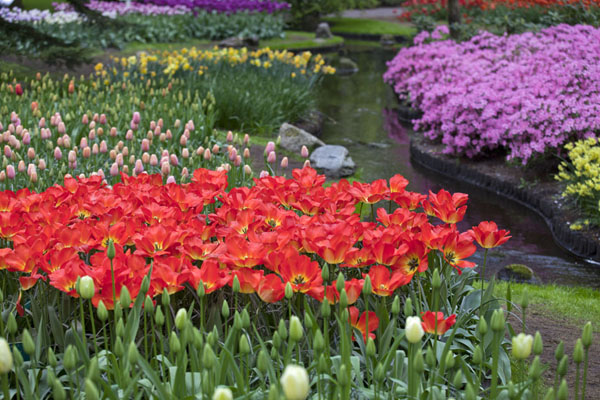 Picture of Keukenhof (Netherlands): Various types of bulb flowers with a stream running through it