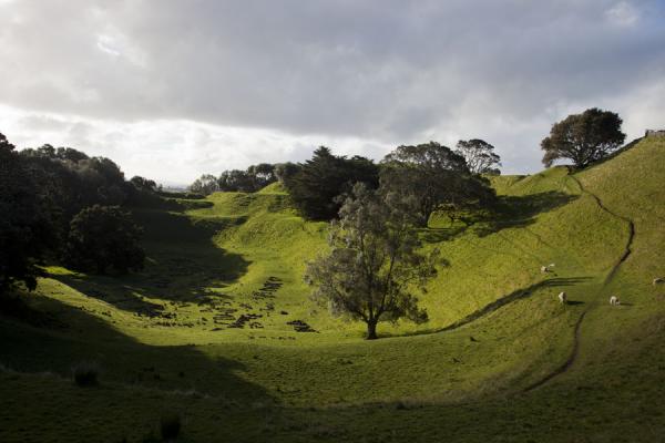 Foto de Trees and grass grow abundantly on One Tree HillArea volcánica de Auckland - Nueva Zelanda