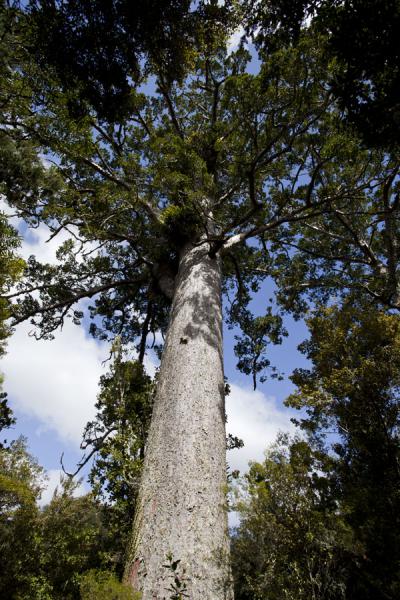 Picture of Kauri tree towering in the sky - over 1,000 years oldWaitakere - New Zealand