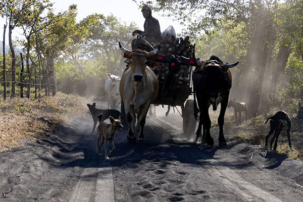 Ox-driven cart surrounded by dogs on the track towards Cerro Negro | Cerro Negro | Nicaragua