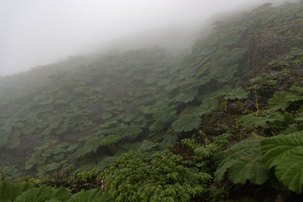 Foto van Plants with big leaves on the slopes of Concepción VolcanoConcepción Vulkaan - Nicaragua