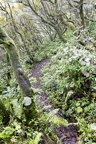 Picture of Concepción Volcano (Nicaragua): Trail through the forest on the lower slopes of Concepción Volcano