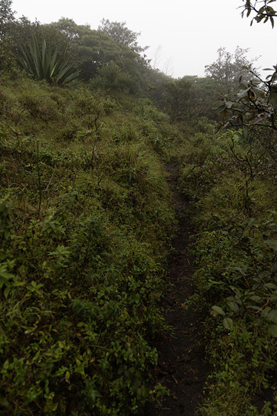 Foto de Trail on the slopes of Concepción Volcano shrouded in fogVolcán de Concepción - Nicaragua